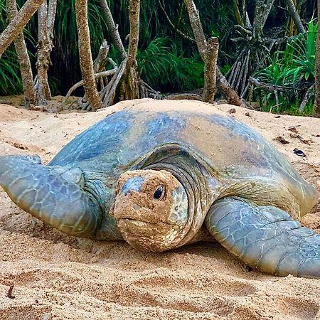 Turtle Paradise Tangalle Exteriör bild