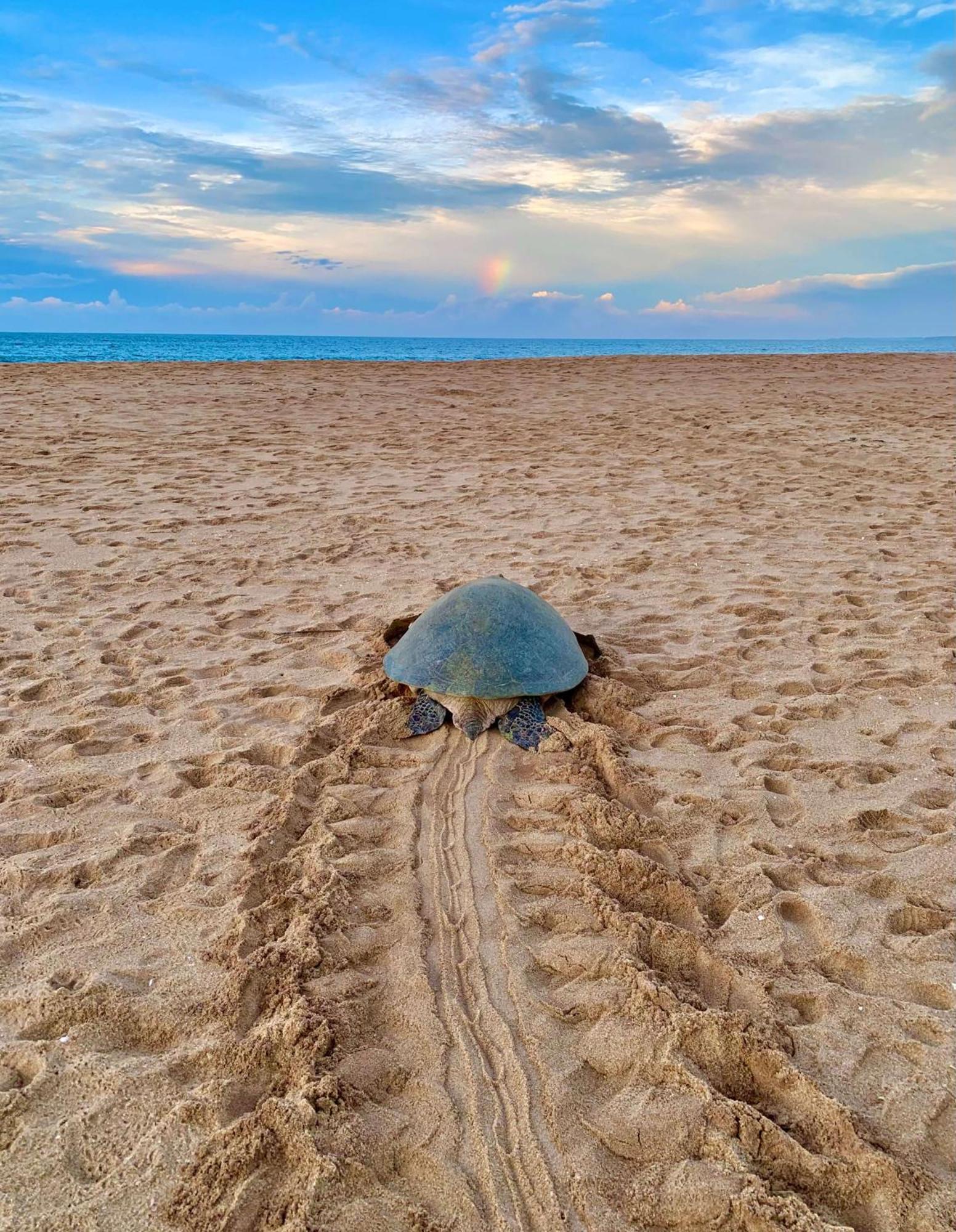 Turtle Paradise Tangalle Exteriör bild